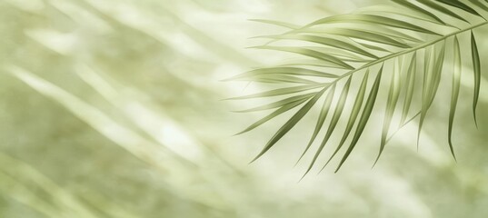 Obraz premium Delicate Green Palm Leaf on Soft Blurred Background Creating a Tranquil and Serene Nature Scene Perfect for Wellness and Relaxation Themes