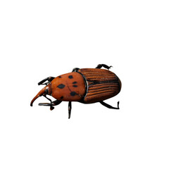  Detailed Red Palm Weevil (Rhynchophorus ferrugineus) with striking orange and black spots, on a transparent background. Perfect for pest control, education, or nature projects

