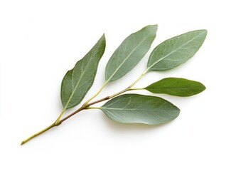 Eucalyptus Branch with Green Leaves Isolated on White Background Still Life