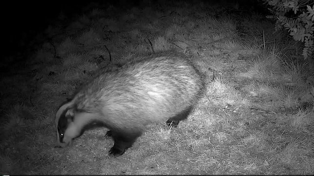 Badger  fighting  and  being  pushy 