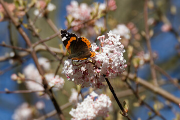 Red admiral butterfly (Vanessa Atalanta) perched on a white flower in Zurich, Switzerland