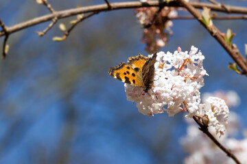 Large tortoiseshell (Nymphalis polychloros) perched on a white flower in Zurich, Switzerland