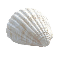 Elegant White Scallop Shell on Black Background