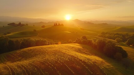 Fototapeta premium Scenic vineyard landscape sunrise rolling hills and open sky for text placement
