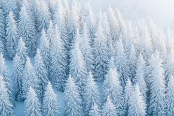 Fototapeta premium A serene winter landscape featuring snow-covered evergreen trees blanketed in frost.