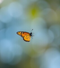 Obraz premium butterfly on a flower