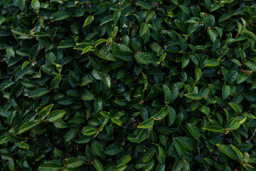 Top view of green tea leaves with morning dew.