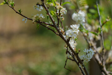 soft focus cherry blossom and tiger lily, pink and white flower background.