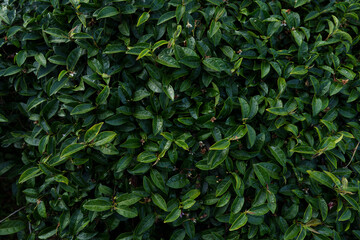 Top view of green tea leaves with morning dew.