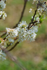 soft focus cherry blossom and tiger lily, pink and white flower background.