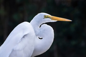 Crouching great white egret