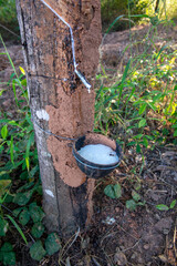 Rubber tree, Latex extraction, Sustainable farming, Agriculture, Natural rubber, Environment,...