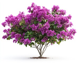Fototapeta premium Blooming Bougainvillea Shrub with Purple Flowers Isolated on White Background