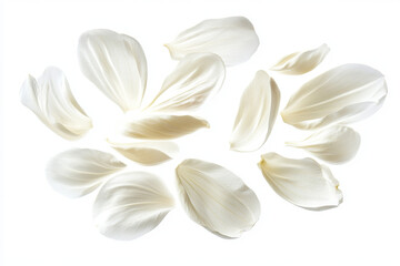flying white petals isolated on white background