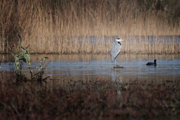 Grey Heron (Ardea cinerea), Brittany, France.