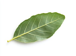 Obraz premium Single Green Leaf Isolated on White Background with Visible Veins