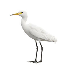 Obraz premium Elegant White Bird Perched on a Clean Minimalist Background