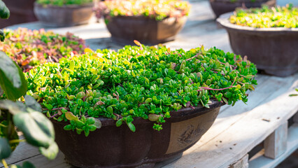 Garden wheelbarrow plants