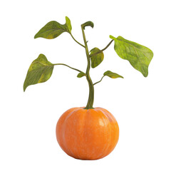 Whimsical Pumpkin Plant with Vibrant Green Leaves