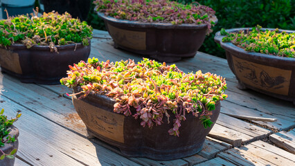 Garden wheelbarrow plants