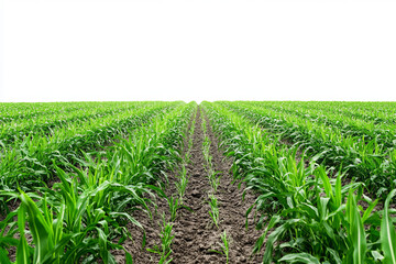 Fototapeta premium green grass field isolated on white background