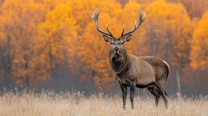 Fototapeta premium Majestic stag autumn forest meadow wildlife