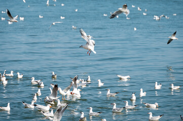 Seagulls in the water