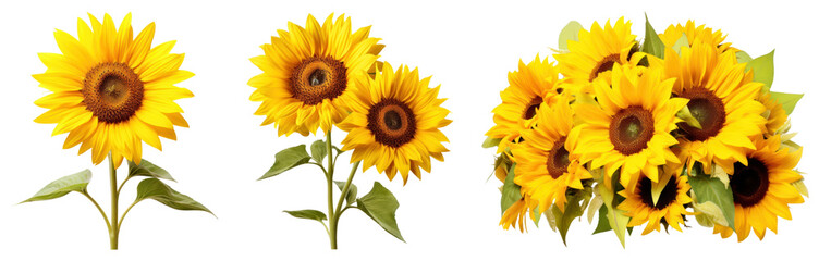 Obraz premium PNG Vibrant sunflowers in bloom, element set on transparent background