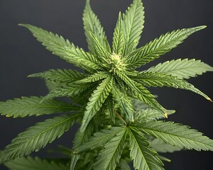 Lush Cannabis Plant for Studio Shot.