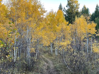 white bark aspen tree forest with yellow leaves in the autumn or fall season in Wyoming mountains
