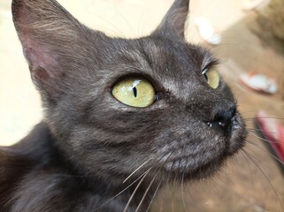 Closeup of a british short hair cat