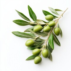 Fresh Green Olives on a Branch with Leaves Isolated on White Background, Ideal for Culinary and Healthy Lifestyle Imagery