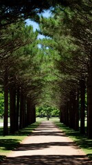 Obraz premium A serene pathway lined with tall trees, creating a natural tunnel that invites exploration and tranquility.
