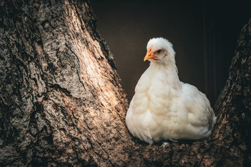 White juvenile chicken in tree