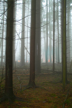 start of forest fire