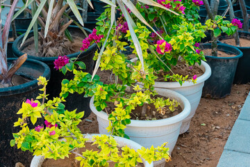 Plants and cactus in garden