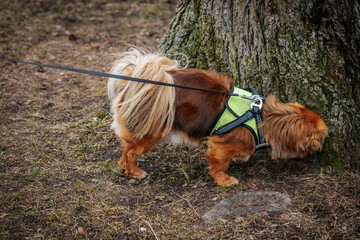 A small brown dog wearing a green harness sniffs the base of a tree while on a leash. The outdoor...