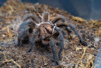 Phormictopus Atrichomatus Adult Female