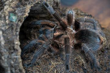 Phormictopus Atrichomatus