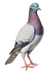 Naklejka premium PNG Bird pigeon animal