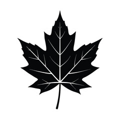 Fototapeta premium autumn maple leaf