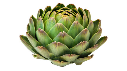 A close-up of a vibrant green artichoke with lush, textured leaves.