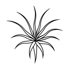 black and white flower