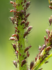 Close-up of Aphid colony - Hemiptera: Aphididae - on plant stem. Macro photo of insect pest - plant lice, greenfly, blackfly or whitefly - sucking juice from plant.