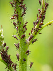 Close-up of Aphid colony - Hemiptera: Aphididae - on plant stem. Macro photo of insect pest - plant lice, greenfly, blackfly or whitefly - sucking juice from plant.