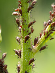 Close-up of Aphid colony - Hemiptera: Aphididae - on plant stem. Macro photo of insect pest - plant lice, greenfly, blackfly or whitefly - sucking juice from plant.
