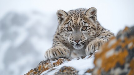 Adorable snow leopard cub peering over snowy rocks in winter.