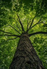Fototapeta premium Majestic maple tree reaching for the sky in lush