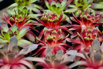 Hens And Chicks Perennial Plant Gardening