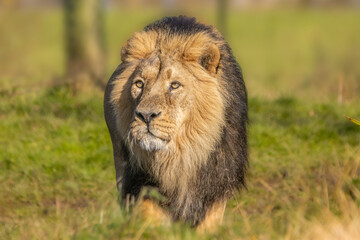 Asiatic lion taking a stroll